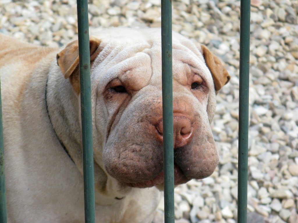 Der «Innere Schweinehund» – Der ungeliebte Begleiter fleissiger Menschen