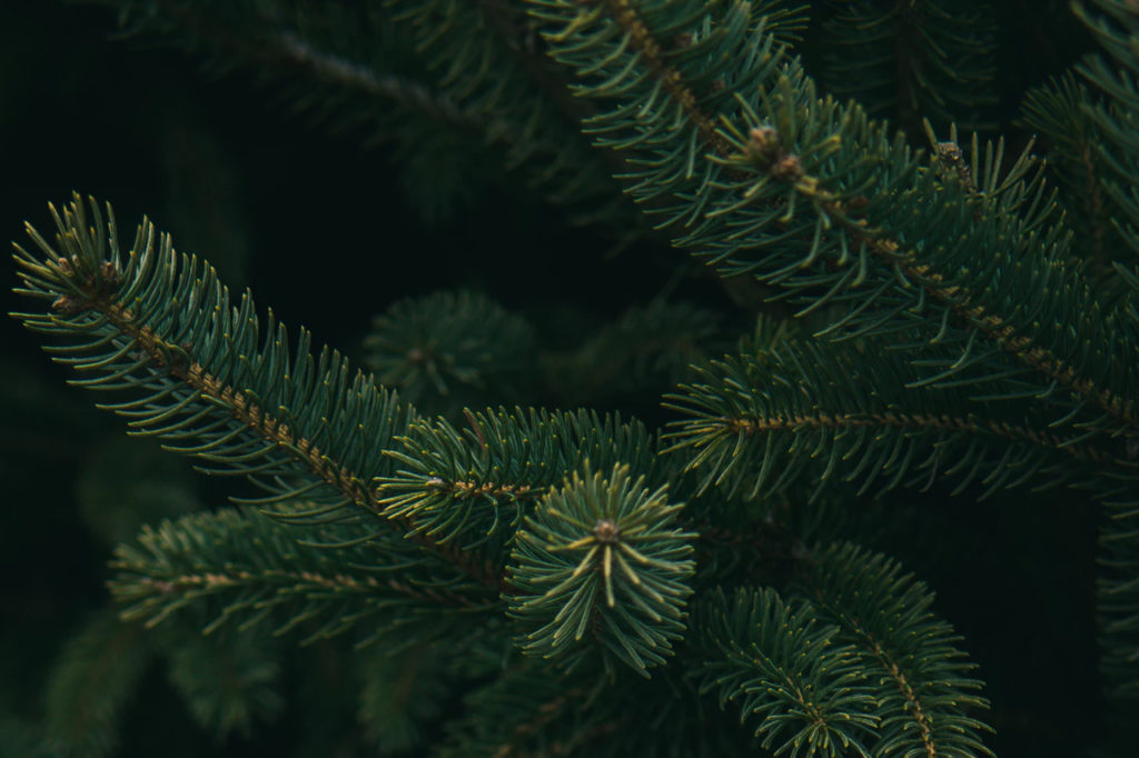 Über illegale Weihnachtsbäume