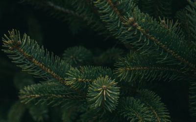 Über illegale Weihnachtsbäume
