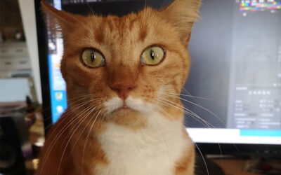 Was tun, wenn einer Katze langweilig ist?