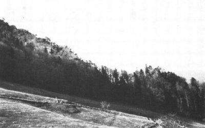Der Zauberbann