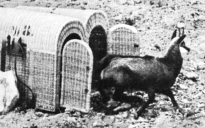 Die Rückkehr der Gämsen: Eine Geschichte aus dem Baselbieter Jura