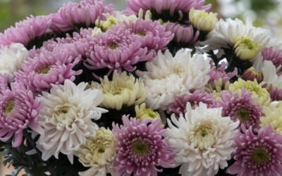 Chrysantheme – Die tapfere Herbstblume