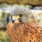 Ein Aquarell in Nahaufnahme, das einen braunen Falken mit dunklen Flecken auf der Brust und gelben Augen zeigt, der vor einem verschwommenen, grünlichen Hintergrund steht – dieses Kunstwerk fängt den Geist von „Ein Jahr als Robinson“ ein und vermittelt die Einsamkeit und Widerstandsfähigkeit, die man in der Wildnis findet.